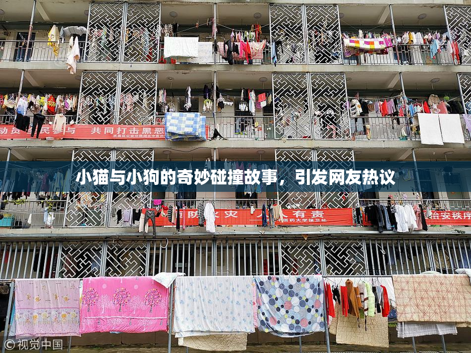 小猫与小狗的奇妙碰撞故事，引发网友热议