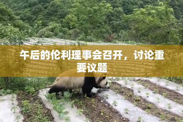 午后的伦利理事会召开，讨论重要议题