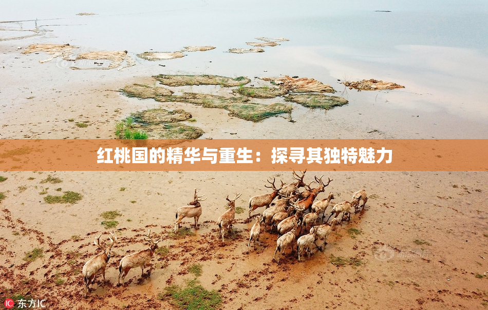 红桃国的精华与重生：探寻其独特魅力