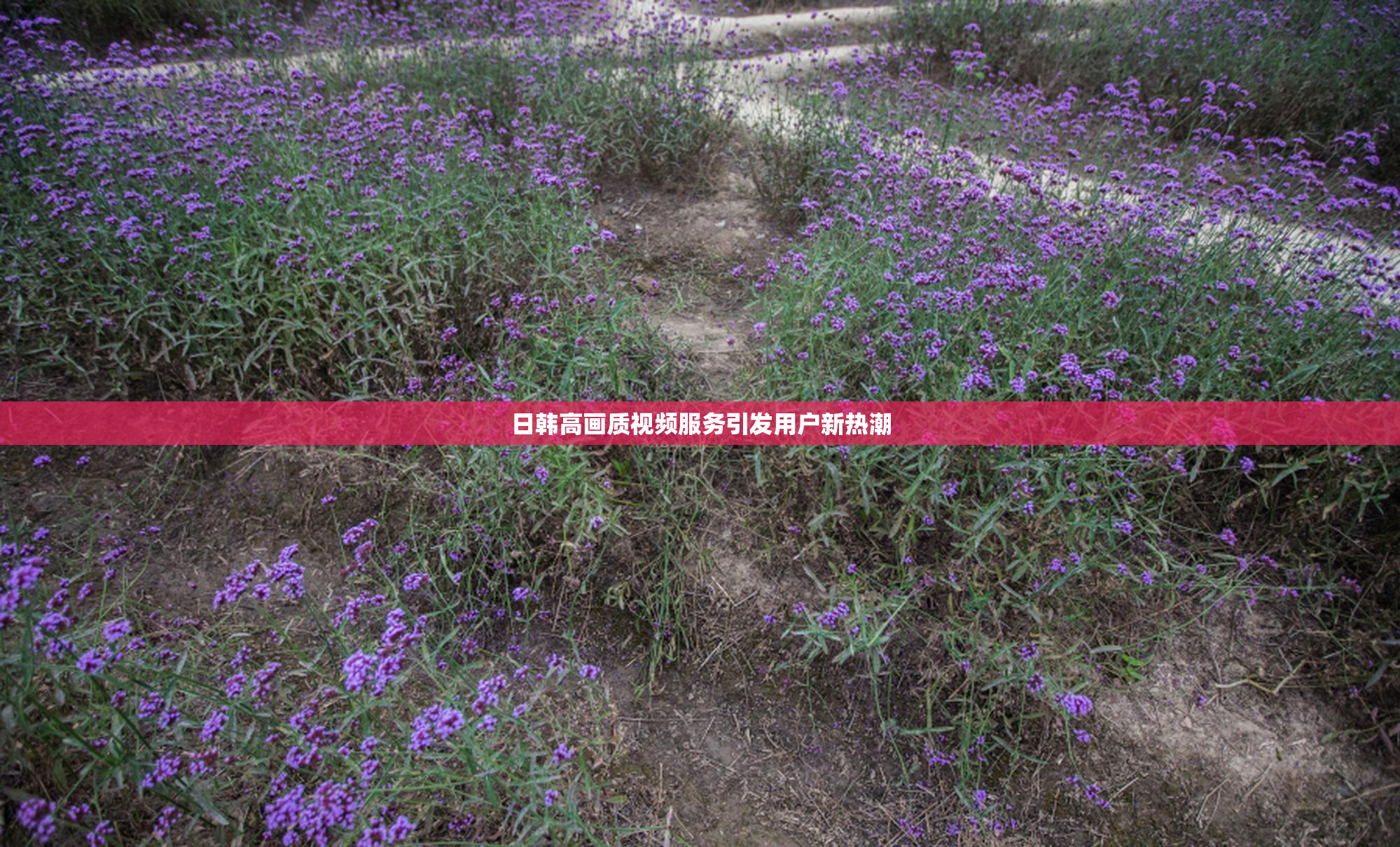 日韩高画质视频服务引发用户新热潮