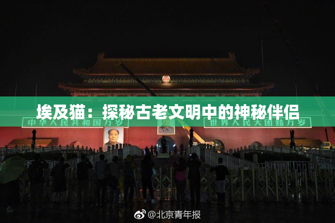 埃及猫：探秘古老文明中的神秘伴侣