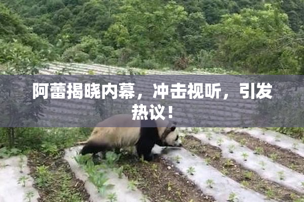 阿蕾揭晓内幕，冲击视听，引发热议！