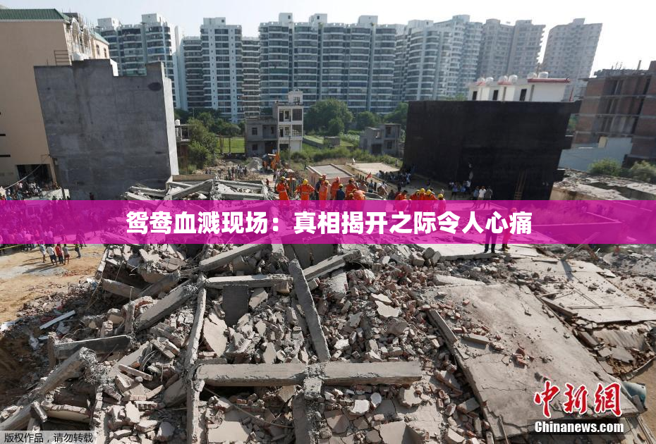 鸳鸯血溅现场：真相揭开之际令人心痛