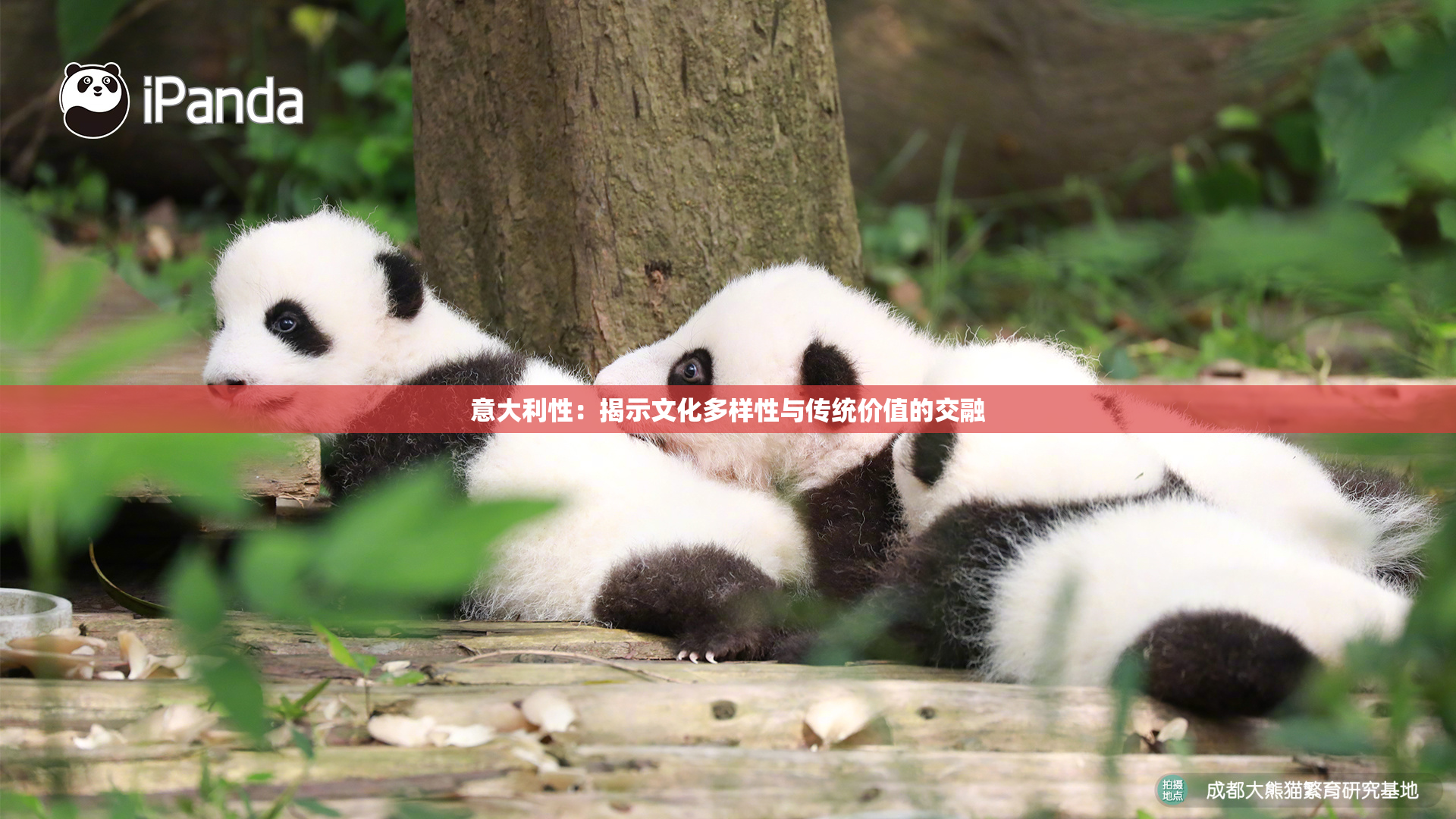 意大利性：揭示文化多样性与传统价值的交融