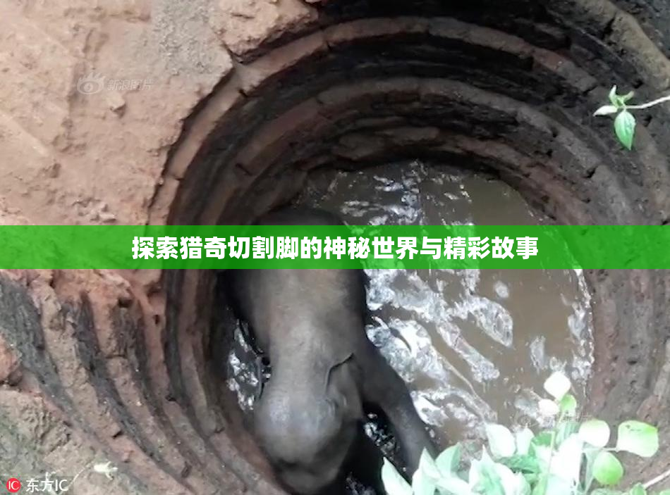 探索猎奇切割脚的神秘世界与精彩故事