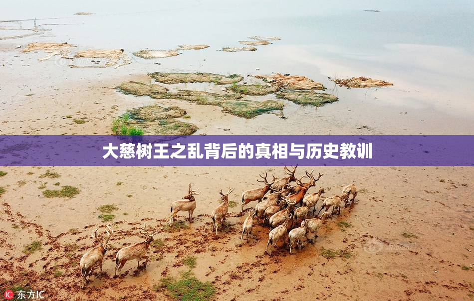 大慈树王之乱背后的真相与历史教训