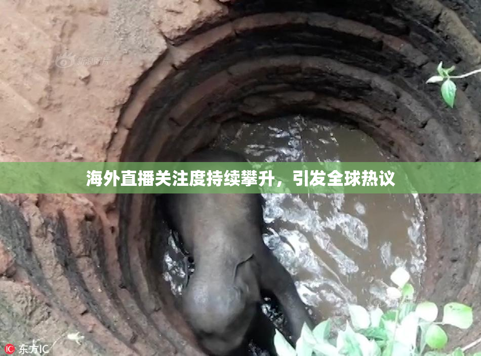 海外直播关注度持续攀升，引发全球热议