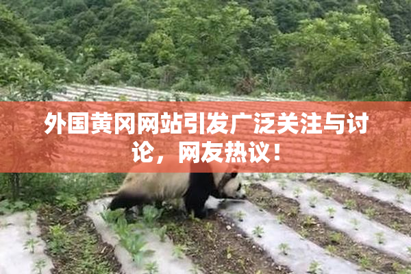 外国黄冈网站引发广泛关注与讨论，网友热议！