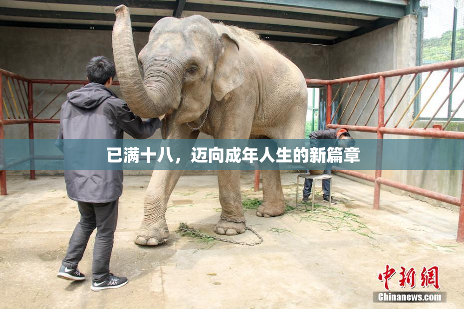 已满十八，迈向成年人生的新篇章