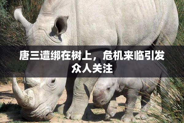 唐三遭绑在树上，危机来临引发众人关注
