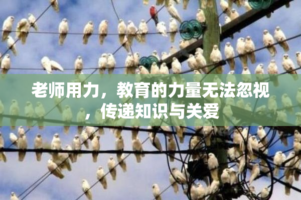 老师用力，教育的力量无法忽视，传递知识与关爱