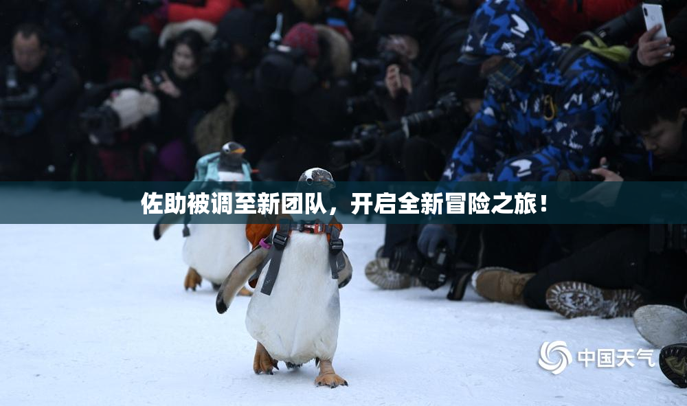佐助被调至新团队，开启全新冒险之旅！