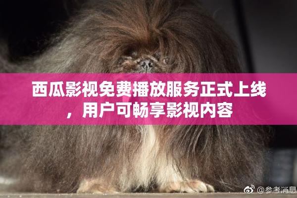 西瓜影视免费播放服务正式上线，用户可畅享影视内容