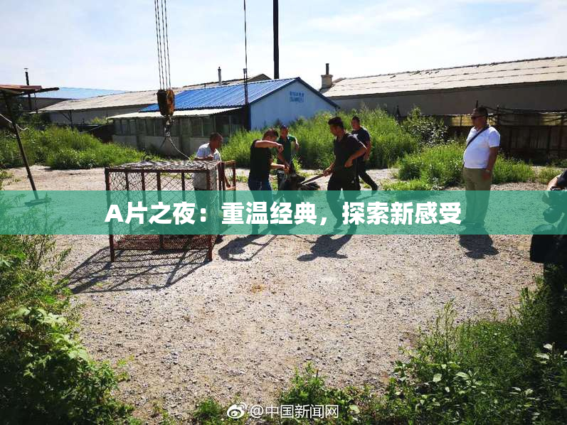 A片之夜：重温经典，探索新感受