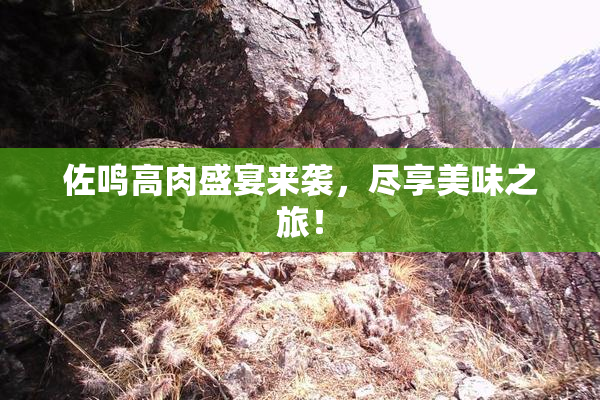 佐鸣高肉盛宴来袭，尽享美味之旅！