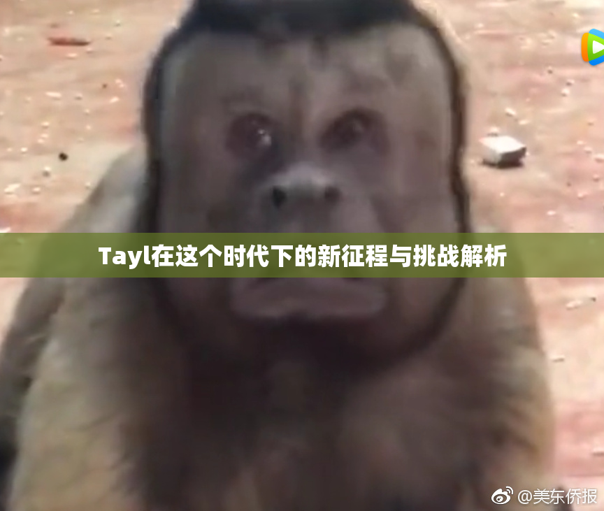 Tayl在这个时代下的新征程与挑战解析