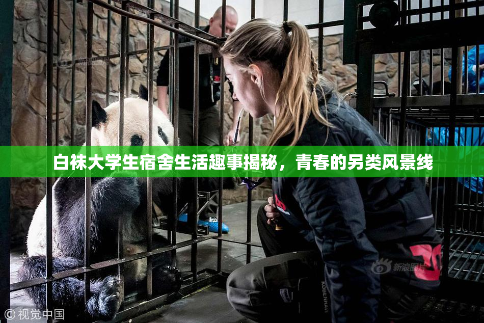白袜大学生宿舍生活趣事揭秘，青春的另类风景线