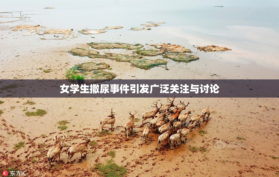 女学生撒尿事件引发广泛关注与讨论