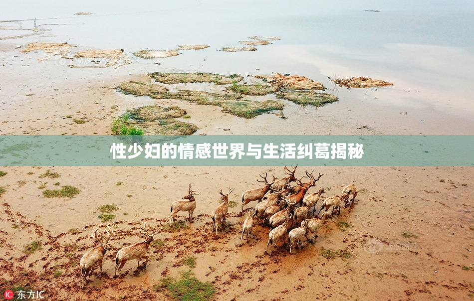 性少妇的情感世界与生活纠葛揭秘