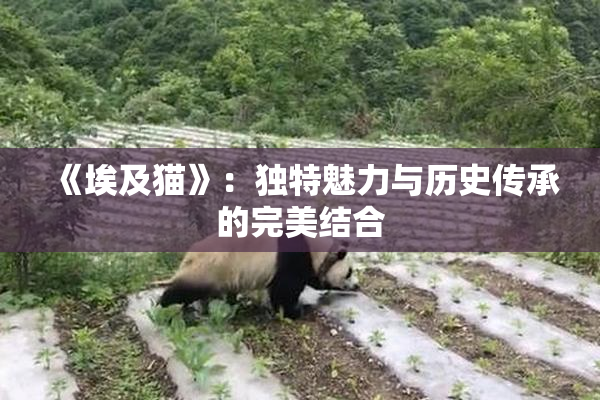 《埃及猫》：独特魅力与历史传承的完美结合