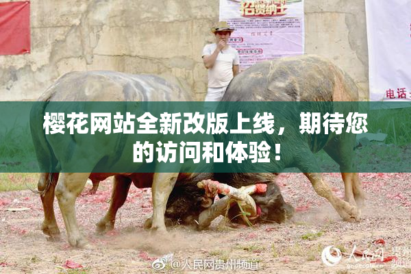 樱花网站全新改版上线，期待您的访问和体验！