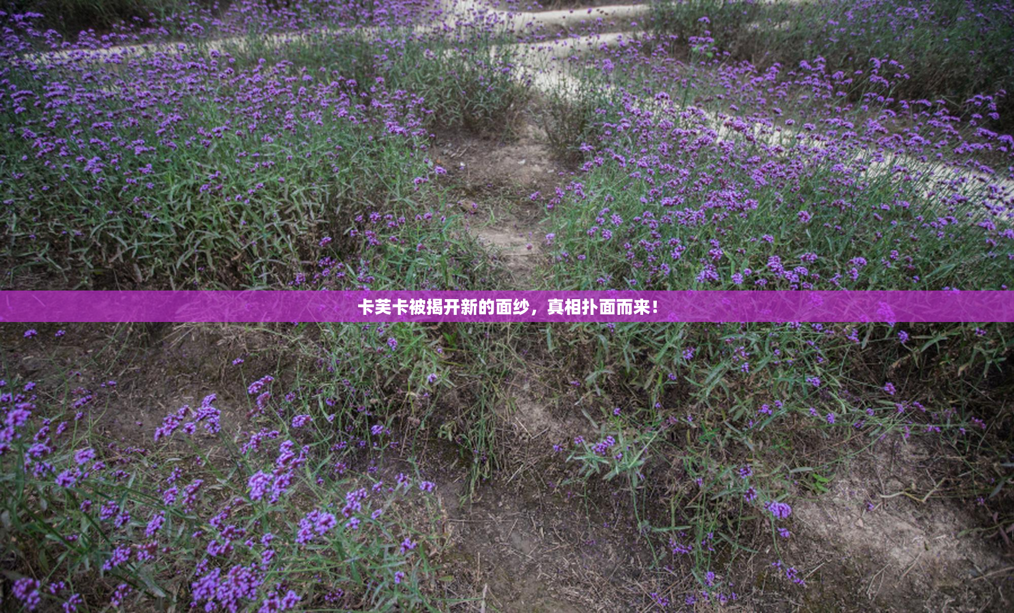 卡芙卡被揭开新的面纱，真相扑面而来！