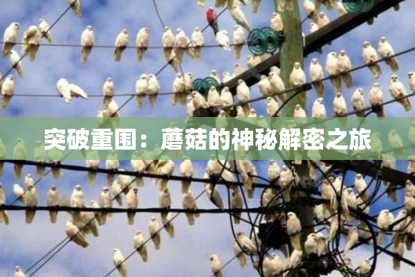 突破重围：蘑菇的神秘解密之旅