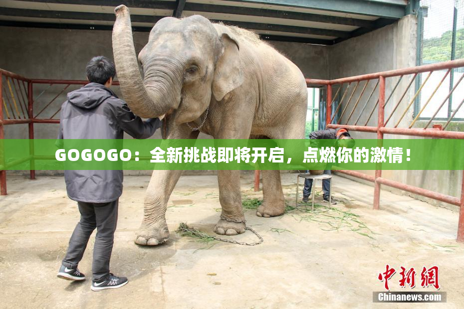 GOGOGO：全新挑战即将开启，点燃你的激情！