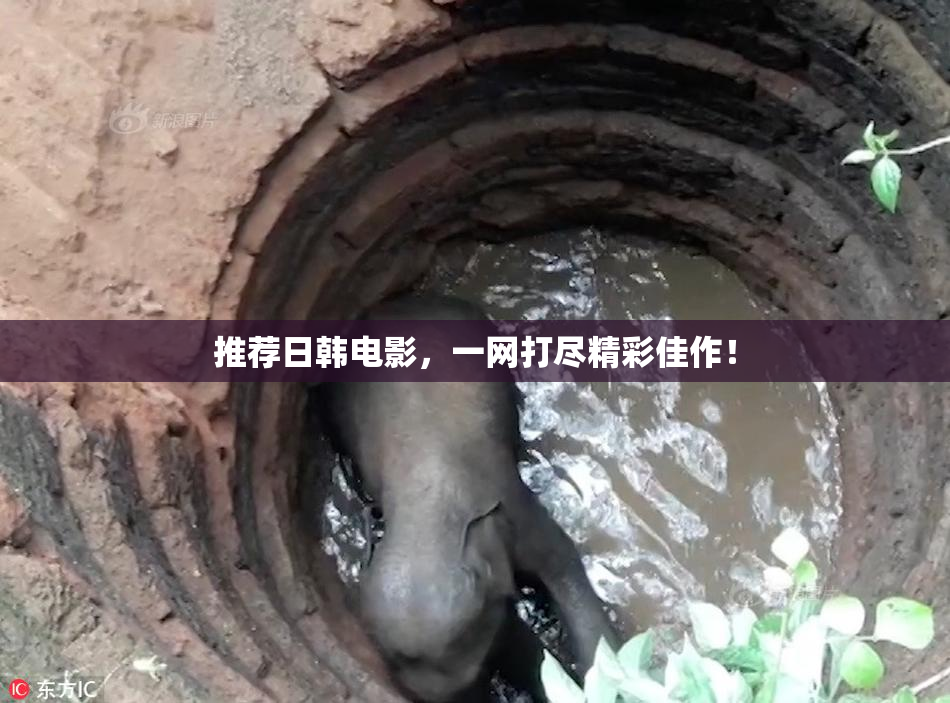 推荐日韩电影，一网打尽精彩佳作！