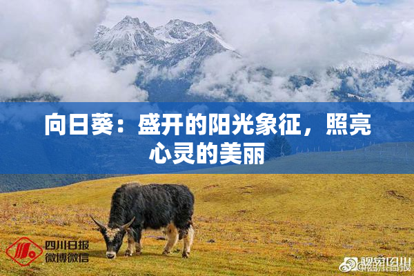 向日葵：盛开的阳光象征，照亮心灵的美丽