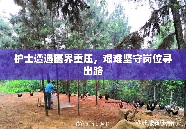 护士遭遇医界重压，艰难坚守岗位寻出路