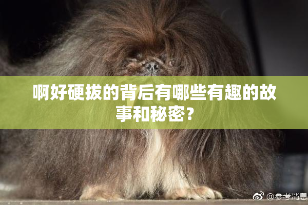 啊好硬拔的背后有哪些有趣的故事和秘密？