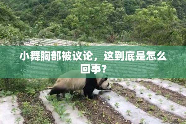 小舞胸部被议论，这到底是怎么回事？