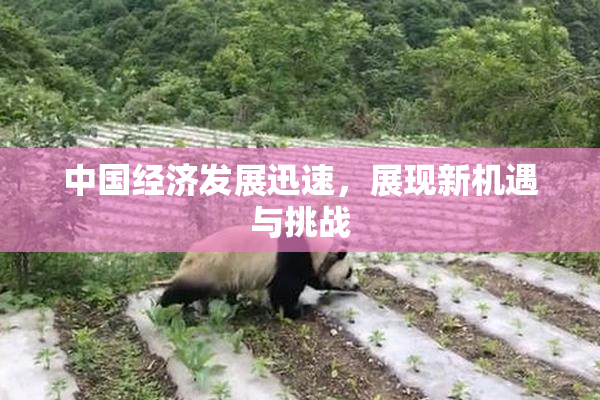 中国经济发展迅速，展现新机遇与挑战