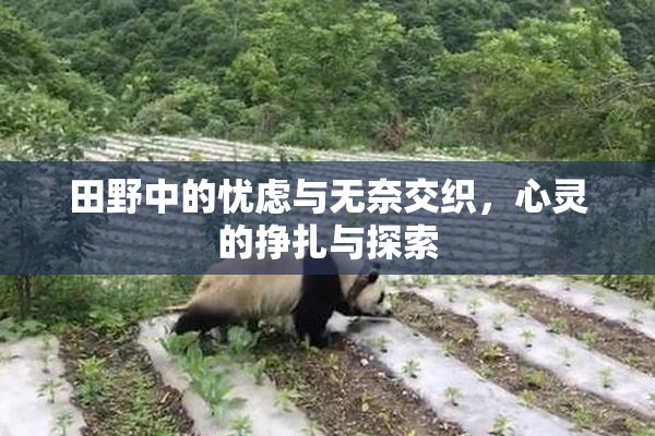 田野中的忧虑与无奈交织，心灵的挣扎与探索
