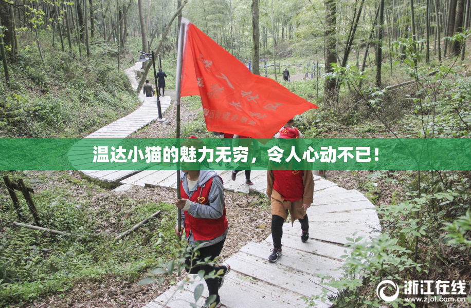 温达小猫的魅力无穷，令人心动不已！