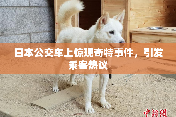 日本公交车上惊现奇特事件，引发乘客热议