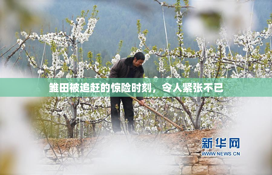 雏田被追赶的惊险时刻，令人紧张不已