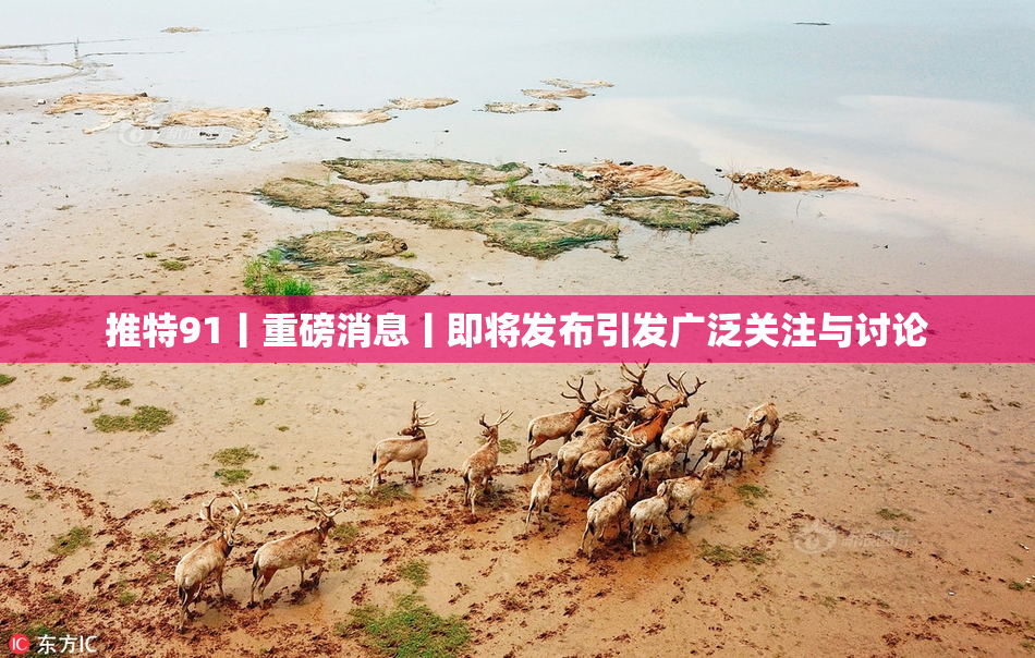 推特91丨重磅消息丨即将发布引发广泛关注与讨论
