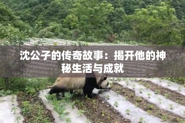 沈公子的传奇故事：揭开他的神秘生活与成就
