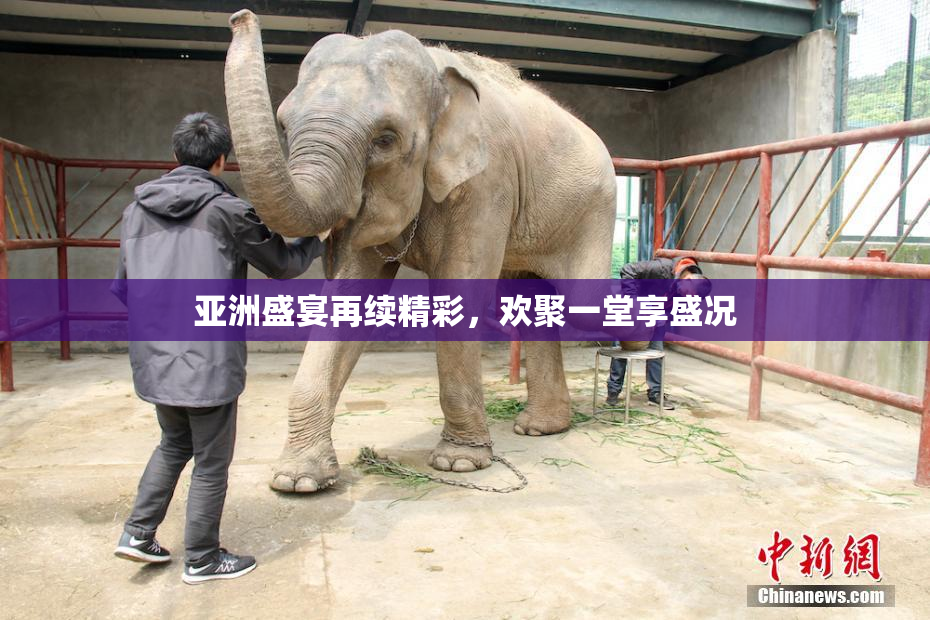 亚洲盛宴再续精彩，欢聚一堂享盛况