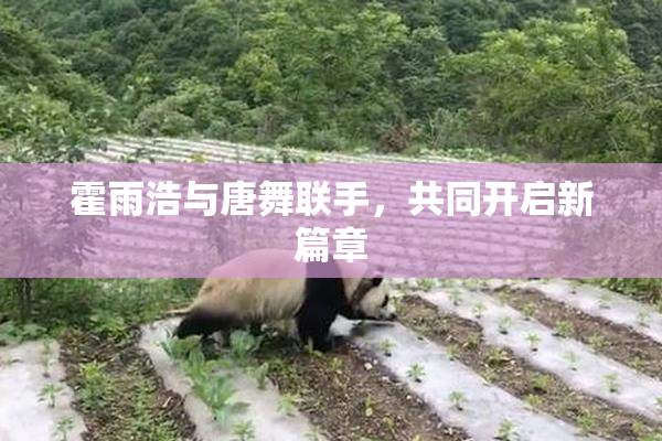 霍雨浩与唐舞联手，共同开启新篇章