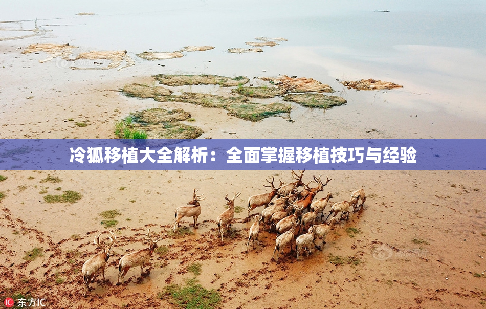 冷狐移植大全解析：全面掌握移植技巧与经验