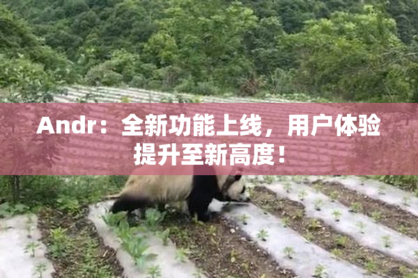 Andr：全新功能上线，用户体验提升至新高度！