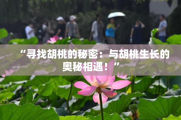 “寻找胡桃的秘密：与胡桃生长的奥秘相遇！”