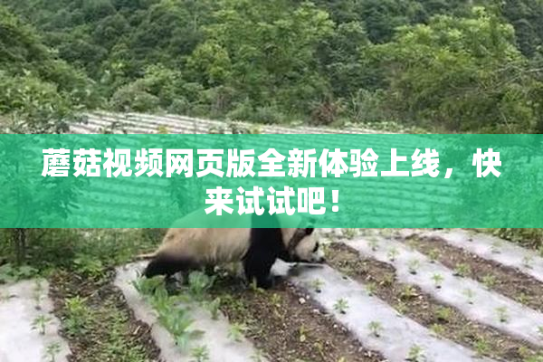 蘑菇视频网页版全新体验上线，快来试试吧！