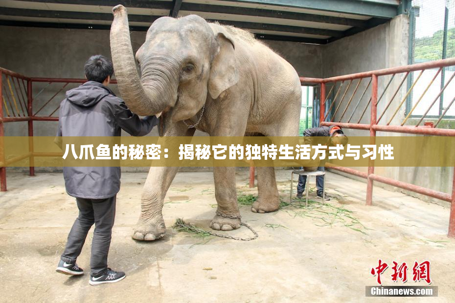 八爪鱼的秘密：揭秘它的独特生活方式与习性