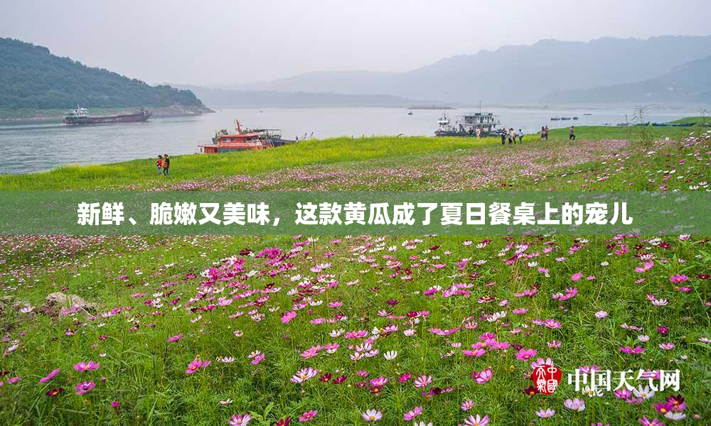 新鲜、脆嫩又美味，这款黄瓜成了夏日餐桌上的宠儿