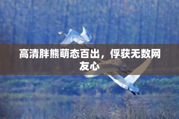 高清胖熊萌态百出，俘获无数网友心