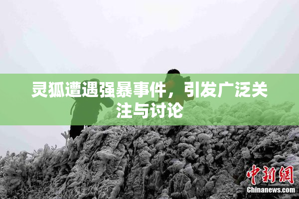 灵狐遭遇强暴事件，引发广泛关注与讨论